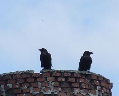 Прикрепленное изображение: gr1.jpg